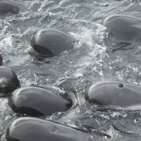 Kitovi piloti prije nasukavanja