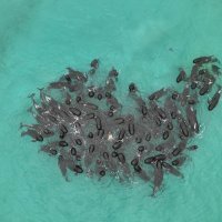 Kitovi piloti prije nasukavanja