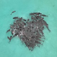 Kitovi piloti prije nasukavanja