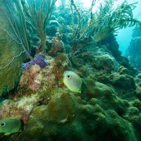 Koraljni greben na Floridi