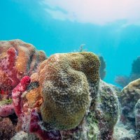 Koraljni greben na Floridi