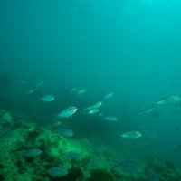 Koraljni greben na Floridi