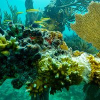 Koraljni greben na Floridi