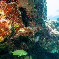 Koraljni greben na Floridi