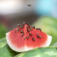 Ponuda voća i povrća na tržnici u Puli