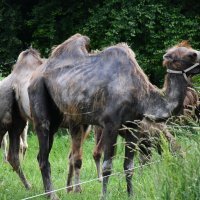 Deve iz cirkusa Candy