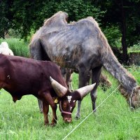 Deve iz cirkusa Candy