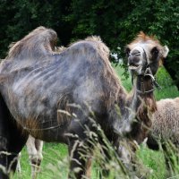 Deve iz cirkusa Candy