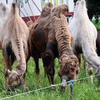 Deve iz cirkusa Candy