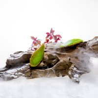 Gaggan Anand - Bangkok