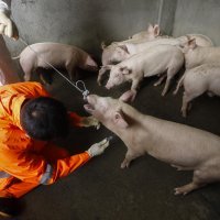 Afrička svinjska kuga na Filipinima