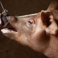 Afrička svinjska kuga na Filipinima