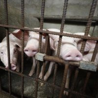 Afrička svinjska kuga na Filipinima