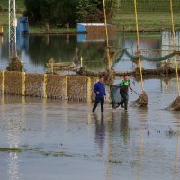 Ribiči pokušavaju spasiti što više ribe tijekom povlačenja vode u oteretnom kanalu Sava-Odra