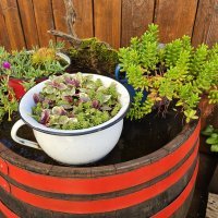 Samsung Galaxy Z Flip5 primjeri fotografija