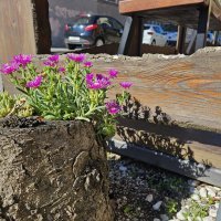 Samsung Galaxy Z Flip5 primjeri fotografija