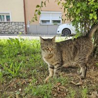 Samsung Galaxy Z Flip5 primjeri fotografija