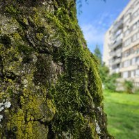 Samsung Galaxy Z Flip5 primjeri fotografija