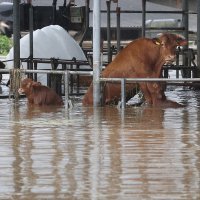 Tropska oluja Khanun u Južnoj Koreji
