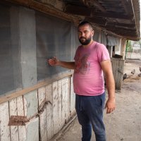 Mrtve svinje nakon eutanaziranja ostavili da leže na ulici