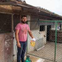 Mrtve svinje nakon eutanaziranja ostavili da leže na ulici