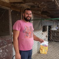 Mrtve svinje nakon eutanaziranja ostavili da leže na ulici