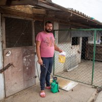 Mrtve svinje nakon eutanaziranja ostavili da leže na ulici