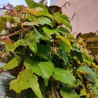 Motorola Moto G53 5G primjeri fotografija