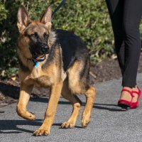 Bidenov pas Commander