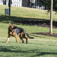 Bidenov pas Commander