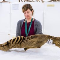 Daniela Kalthoff i preparirani posljednji tasmanski tigar