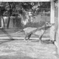 Posljednji poznati tasmanski tigar snimljen 1935. u zoološkom vrtu u Tasmaniji