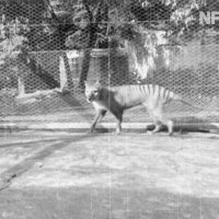 Posljednji poznati tasmanski tigar snimljen 1935. u zoološkom vrtu u Tasmaniji