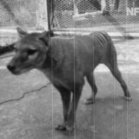 Posljednji poznati tasmanski tigar snimljen 1935. u zoološkom vrtu u Tasmaniji