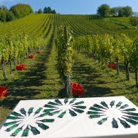 Diplomatska berba grožđa