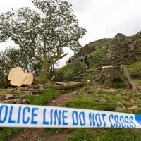 Stablo u Sycamore Gapu