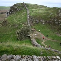 Stablo u Sycamore Gapu