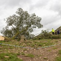 Stablo u Sycamore Gapu