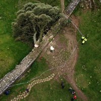 Stablo u Sycamore Gapu