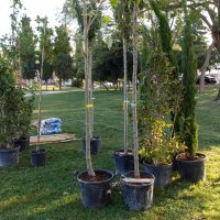 Puljak ZaZeleni Split