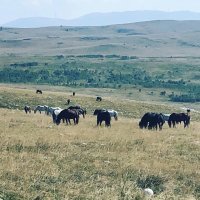 Livanjski divlji konji