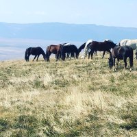 Livanjski divlji konji