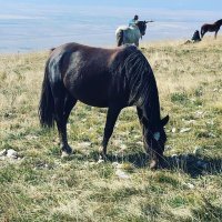 Livanjski divlji konji