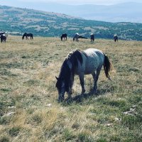 Livanjski divlji konji