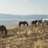 Livanjski divlji konji