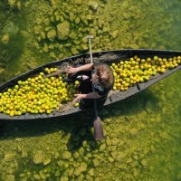 Prijevoz ubranih mandarina Neretvom u lađi trupici
