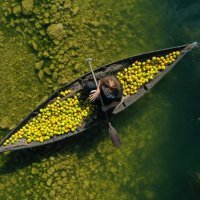 Prijevoz ubranih mandarina Neretvom u lađi trupici