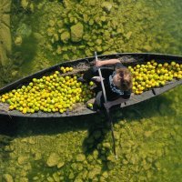 Prijevoz ubranih mandarina Neretvom u lađi trupici