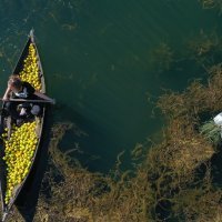 Prijevoz ubranih mandarina Neretvom u lađi trupici