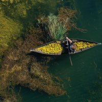 Prijevoz ubranih mandarina Neretvom u lađi trupici